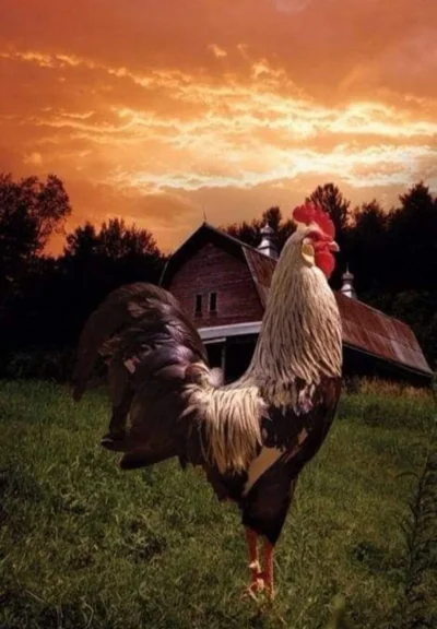Петух в деревне