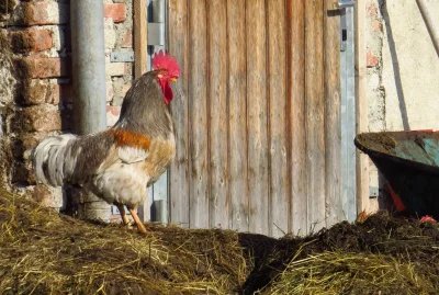 Тюрингская бородатая порода