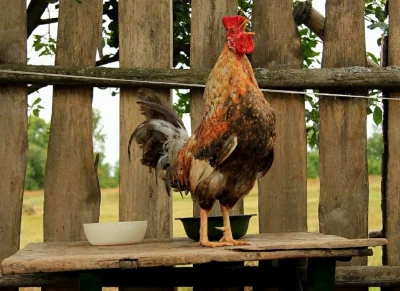 Петух в деревне