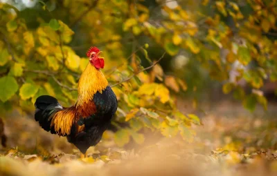 Осень и петух