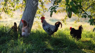 Куры в деревне