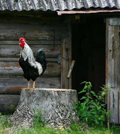 Петух в деревне