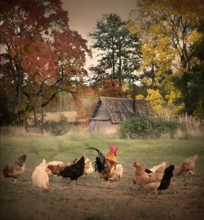 Осень в деревне