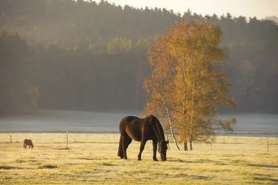 Лошадь в поле