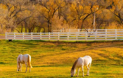 Две лошадки забор картинки