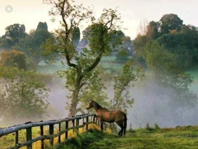 Лошади на природе