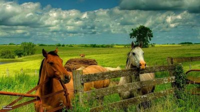 Конь в деревне