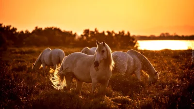 Лошадь в поле