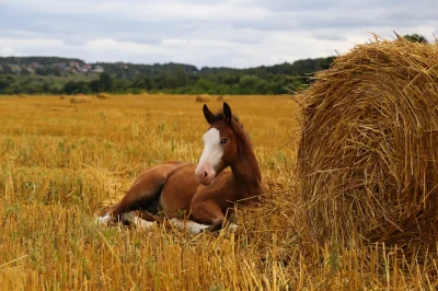 Конь в поле