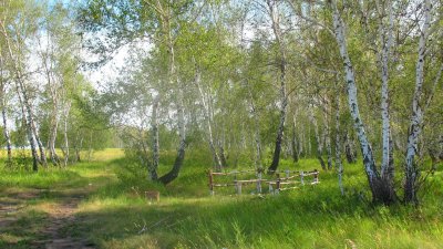 Березовая роща деревня