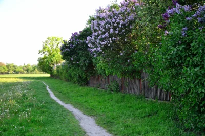 Сирень венгерская изгородь