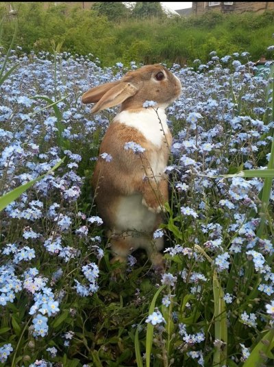 Кролик в цветах