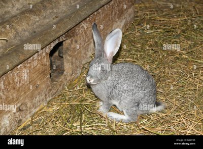 Сарай для кроликов