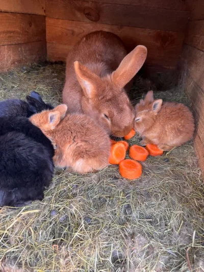 Авито растения животные Миллерово