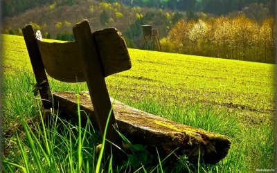 Скамейка в лесу