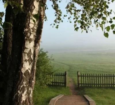 Пушгоры береза