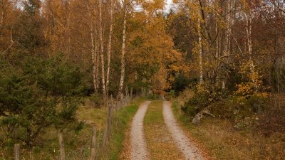 Обои на рабочий стол тропинка в лесу около берега осень