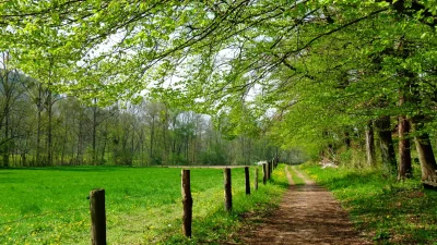 Природа деревья