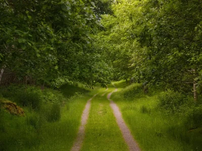 Дорога в лесу