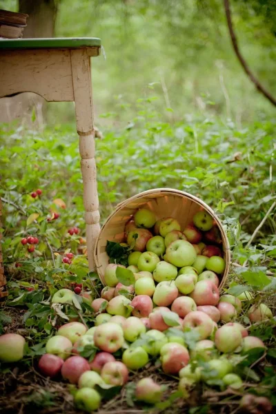 Осень яблоки