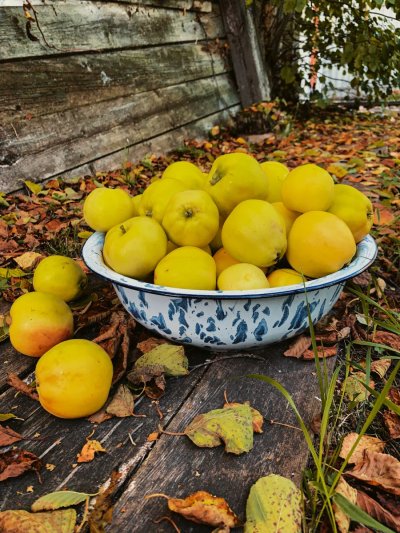 Груша Уралочка