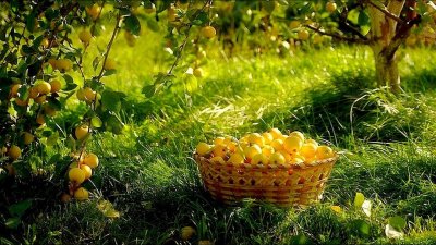 Сад с фруктами