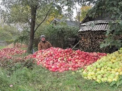 Уборка урожая в саду