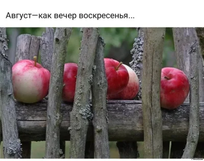 Яблоня Медовка