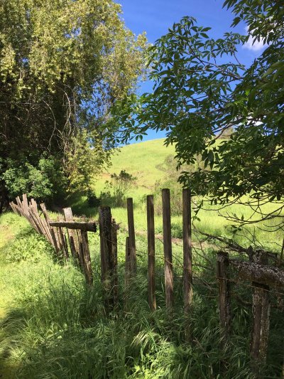 Лесная изгородь