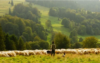 Чабан пастух овец
