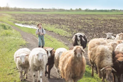Овцы в деревне