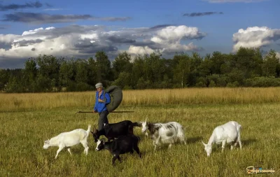Деревенские пастухи
