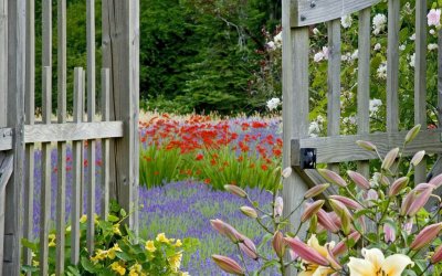 Лилии в палисаднике