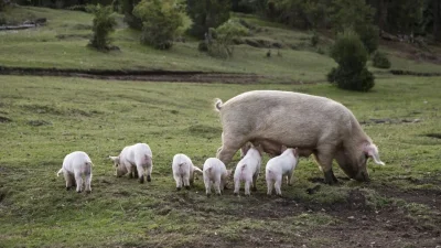 Свиньи пасутся