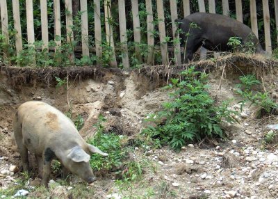 Свинья в деревне