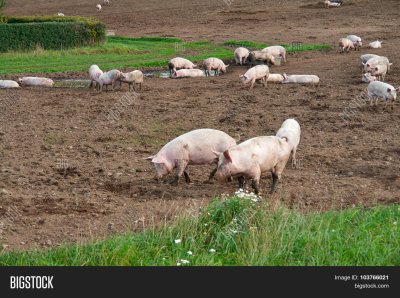 Выгульная система содержания свиней