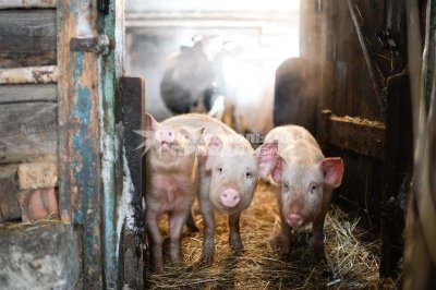 Деревенский поросенок