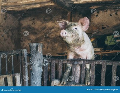 Деревенский поросенок