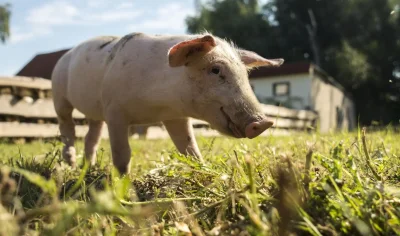 Деревенские свиньи