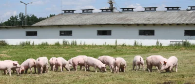 Свиноферма