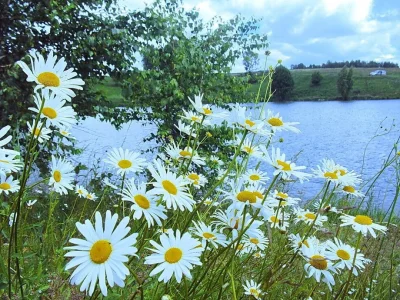 Поле ромашек