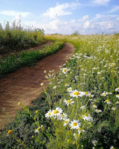 Поле ромашек