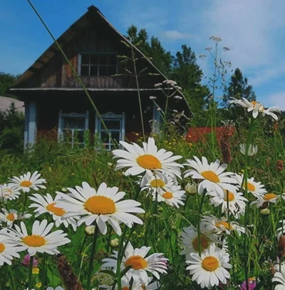 Ромашки в деревне