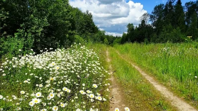 Ромашковое поле в Нижегородской области