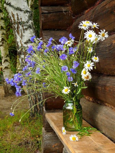 Полевые цветы