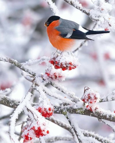 Птицы зимой в Зауралье