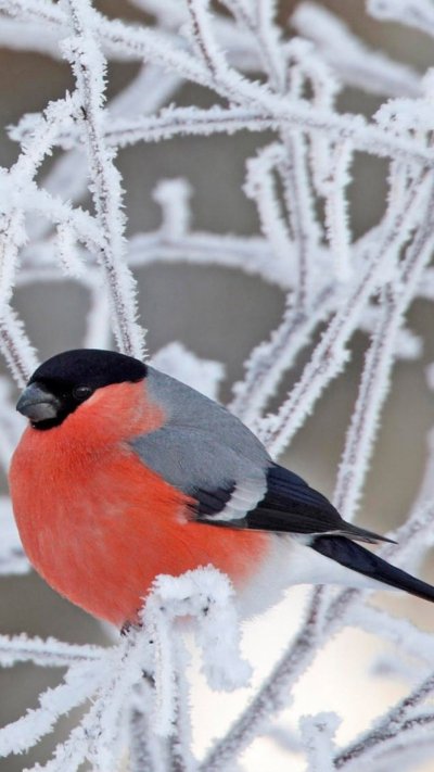 Снегирь Вьюрковые