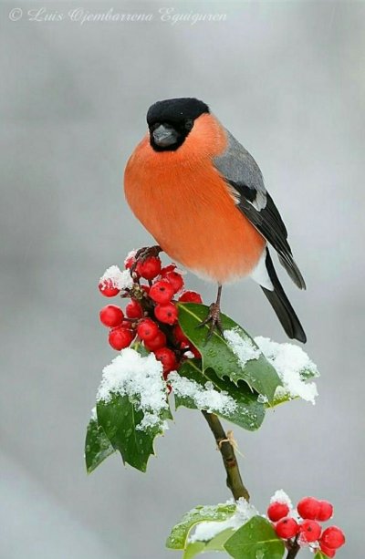 Снегири на ветке