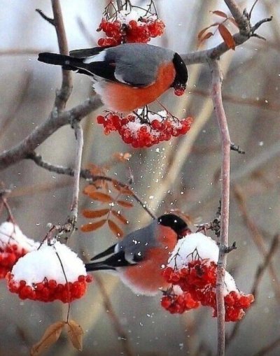 Снегири зимой