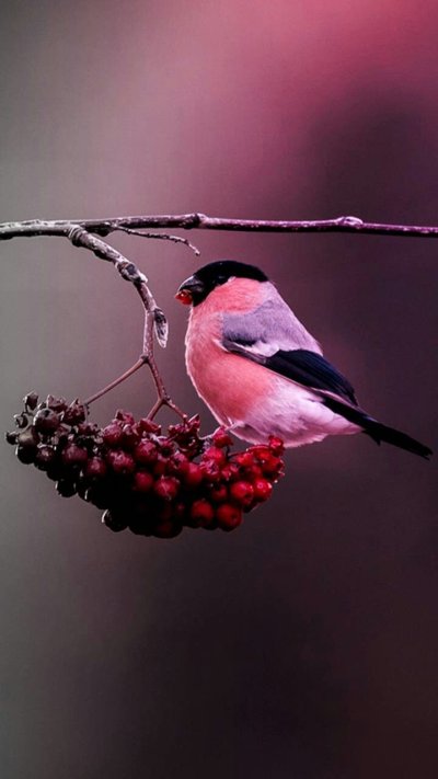 Зимние птицы